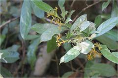 Psychotria octosulcata